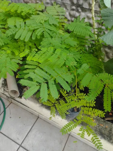 MUDAS DE FLANBOYANT VERMELHO 