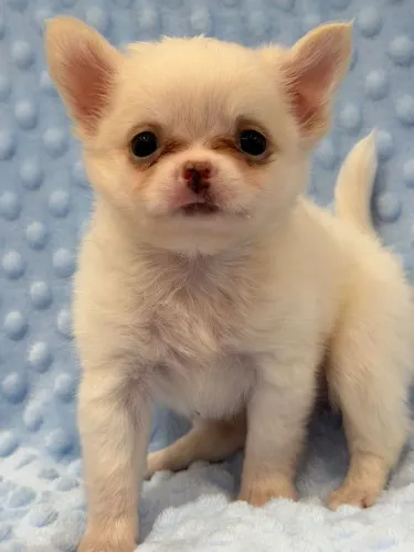 Chihuahua macho Pêlo longo branco neve. Um pequeno amor pra sua vida!