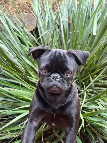 Pug fêmea
