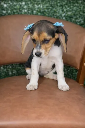 Beagle lindo bem querido, também temos fêmeas