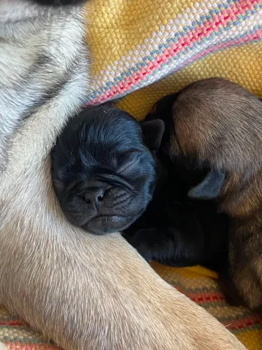 Vende-se Filhotes de Pug Legítimos! ?