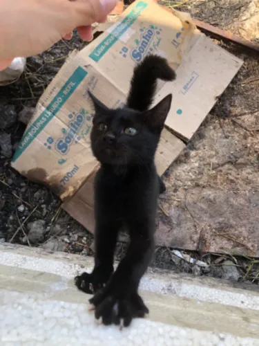 Gato filhote, cerca de uns 3 meses de idade, fêmea e entrego no endereço/ wpp *