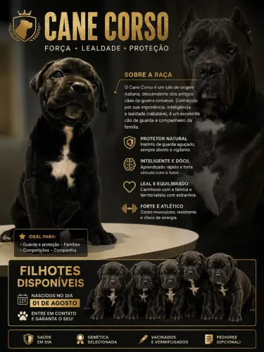 Filhotes de Cane Corso  com 31 dias 