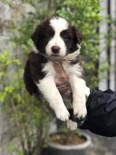 Border Collie com Garantia de Saúde + V10 Importada | Loja Física