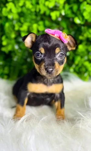 Pinscher Zero fêmea 