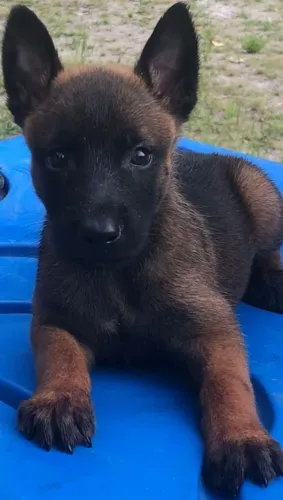 Pastor de Malinois Original { cartão até 10x }