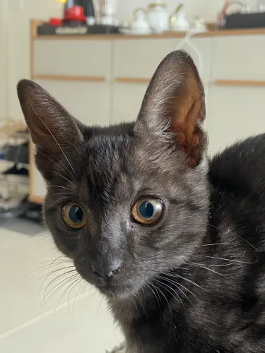 Doação gato macho 