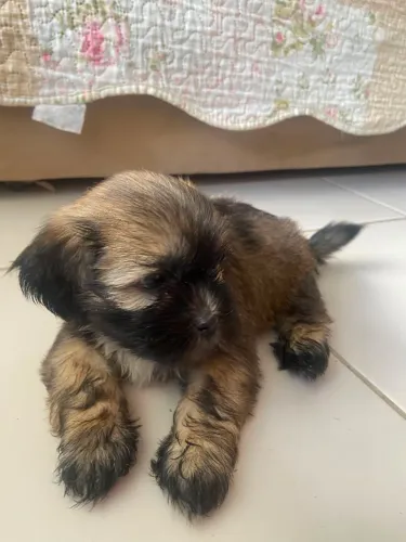 Shitzu com 40 Dias