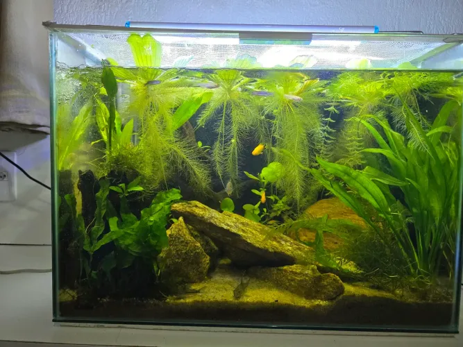 Aquario 40l plantado