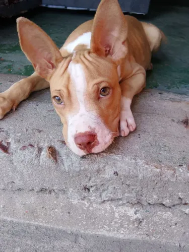 Tô atrás do meu cachorro ele foi roubado