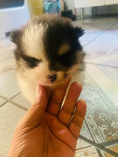 Lulu da Pomerania