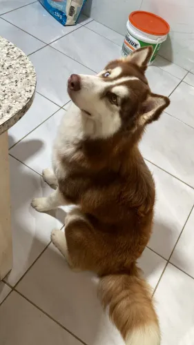 Husky para cruzar