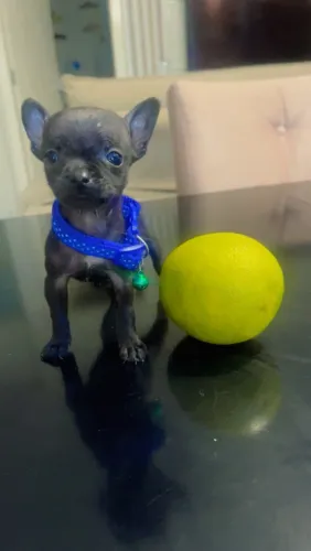 Pinchers 0000 machinho 3 messes