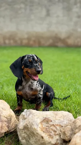 Daschshund menino 