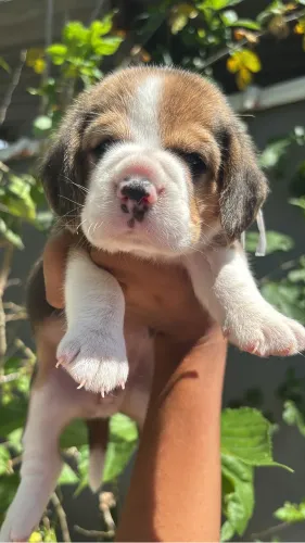 Ótimo padrão filhote de beagle , vermifugados