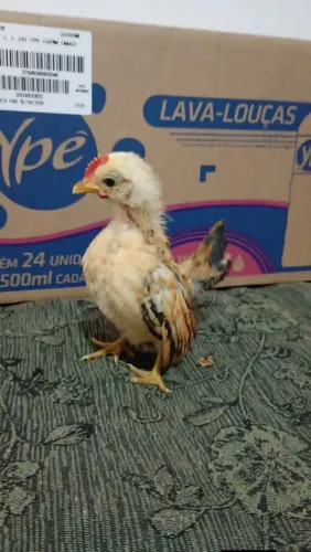 Serama pintinho macho
