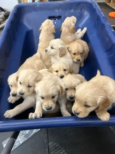 Filhotes de Golden Retriever | Carinho sem limites.