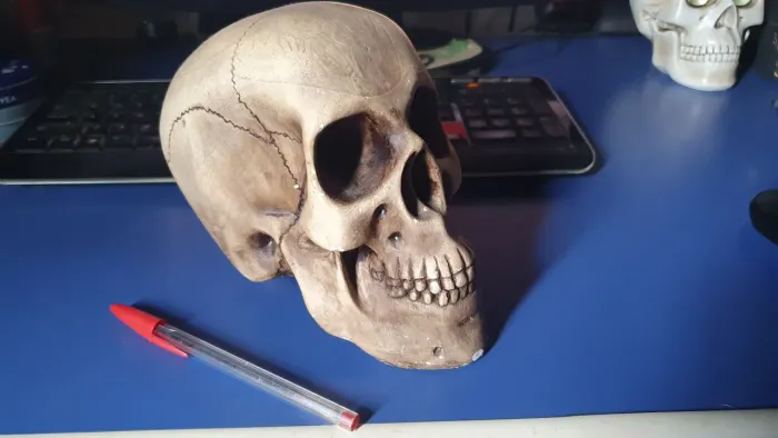 Crânio decoração