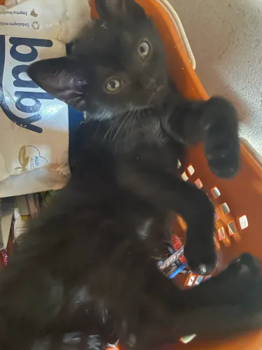 Gatos