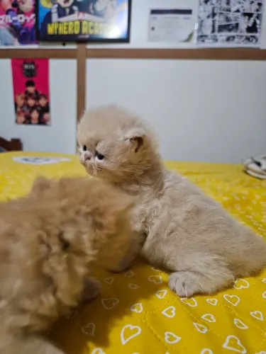 Filhote de gato ?