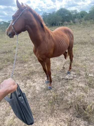 Potro disponível
