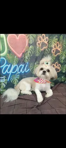 Shitzu 