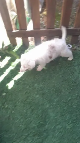 Raça border collie