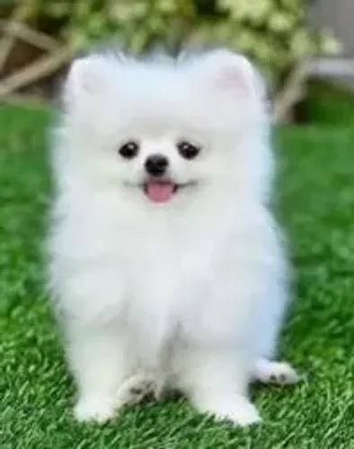 Spitz alemão Doguinho lindo e disponível para novos lares