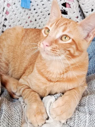 Adoção Gato Macho 