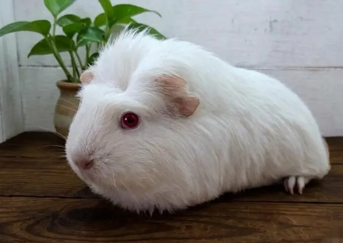 Porquinho da Índia