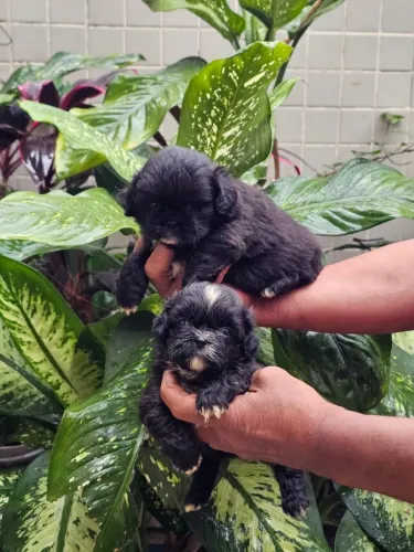 Bebês de Cães da raça Shihtzu a pronta entrega - 10x sem juros