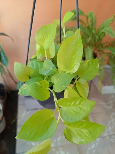 Vasinho pendente de jibóia neon folhas verde limão perfeitas