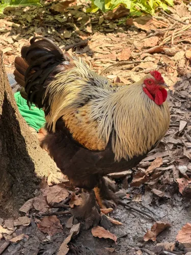 Galo Brahma 