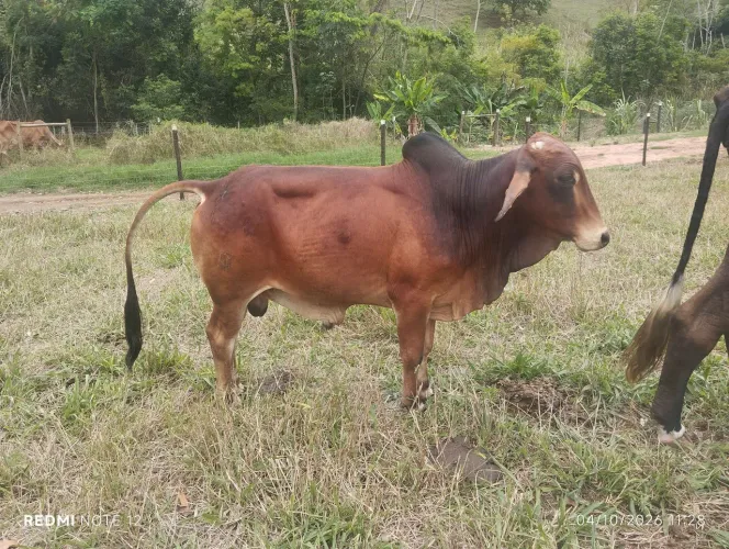 TOURINHO SINDI