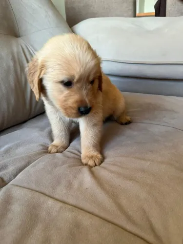 golden retriever filhotes