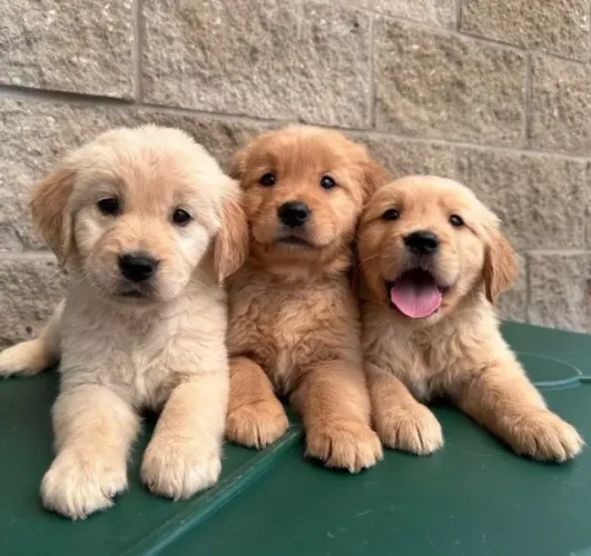 golden femea e macho leve o seu hoje