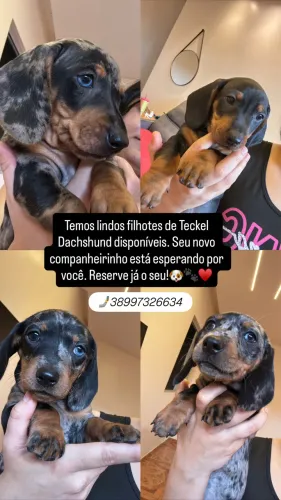 Filhotes de Teckel Dachshund