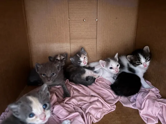 Gatinhos para doação
