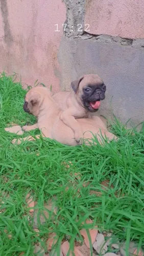Pug filhote