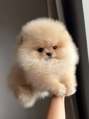 Spitz alemão Filhote com perfil que desperta interesse