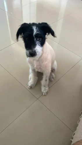 Doando cachorra