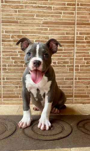 Pitbull - Filhotes Disponíveis