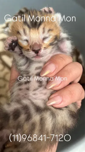 Bengal Macho e Fêmea disponível, direto do Gatil, adquira com segurança