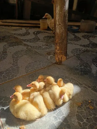 Vendo patos