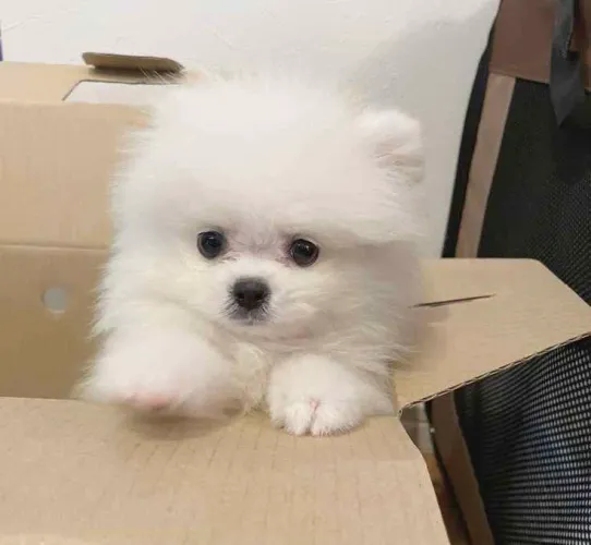 Filhote Spitz Alemão, Amor puro, carinho sincero e muitas brincadeiras garantidas!