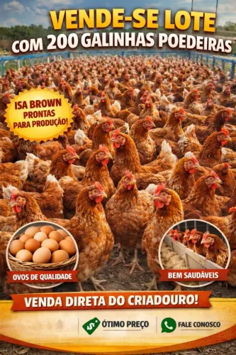 Galinhas poedeiras Isa Brown