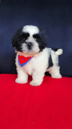 Shih thu fêmea e macho