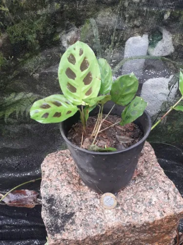 Muda de maranta - Porto Alegre RS
