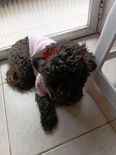 Femea poodle