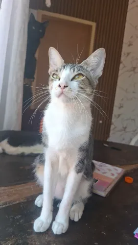 Gato castrado adoção 